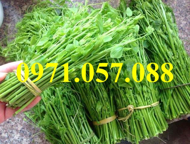 GIỐNG CÂY BÒ KHAI